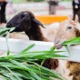 探索足球的魅力 - 世界杯直播